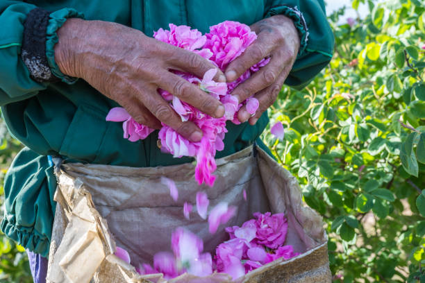 Man and picked by him fresh pink roses (Rosa damascena, Damask rose) for perfumes and rose oil in garden on a bush during spring. Close up view of his cracked hands. Selective focus. Agricultural concept. rose valley stock pictures, royalty-free photos & images