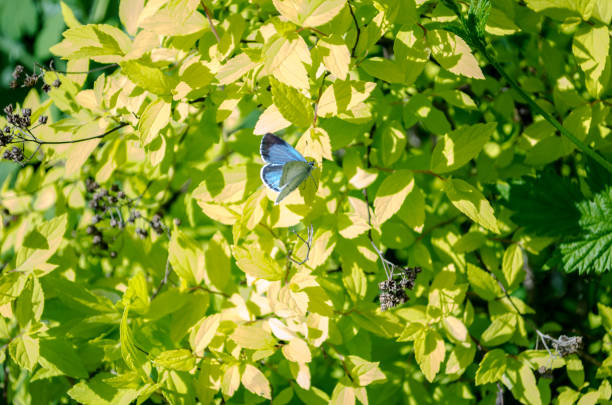 istock blue butterfly on green leaves in the spring 1053078712