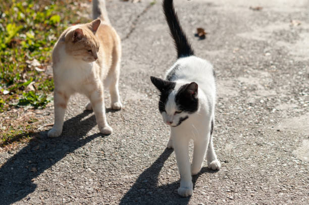 istock ginger cat in street 1053081386