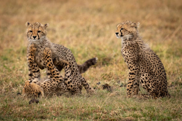 istock Cheetah cub sits as others play fight 1053083886