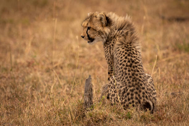 istock Cheetah cub sits in savannah looking left 1053084566