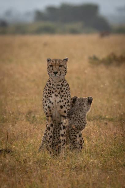 istock Cheetah cub sits with mother in grass 1053085032