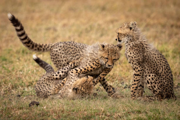 istock Cheetah cub sitting as siblings play fight 1053085042