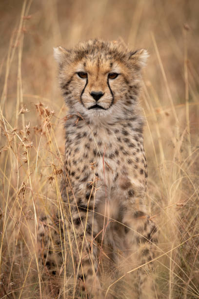 istock Cheetah cub sitting in grass looking ahead 1053085096