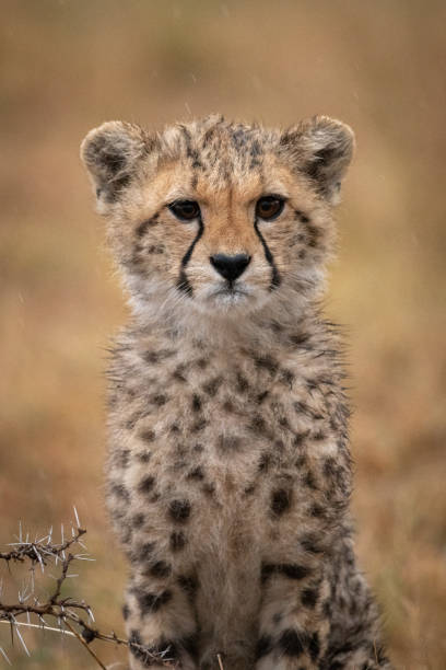 istock Cheetah cub sitting in rain by thorns 1053085136