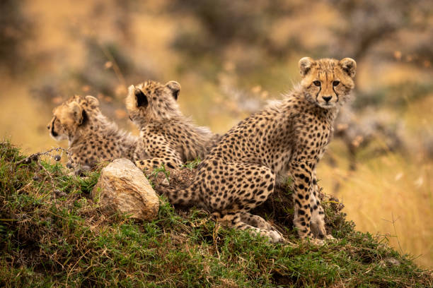istock Cheetah cub sitting on mound with siblings 1053085212