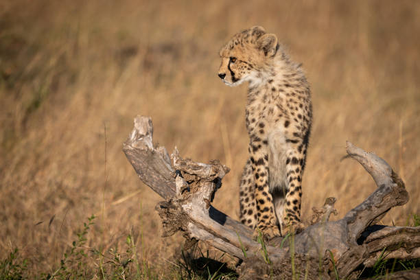 istock Cheetah cub standing on log looks down 1053085534