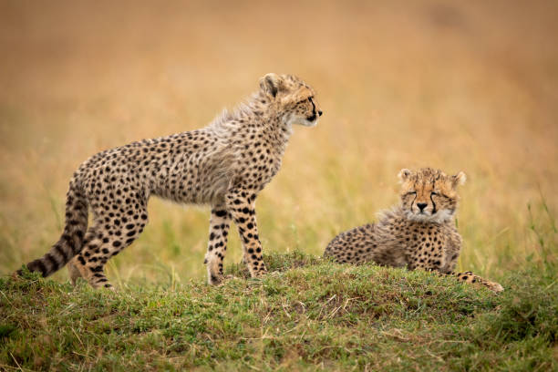 istock Cheetah cub stands by sibling on grass 1053085564