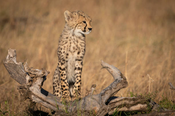 istock Cheetah cub stands on log in grass 1053085838