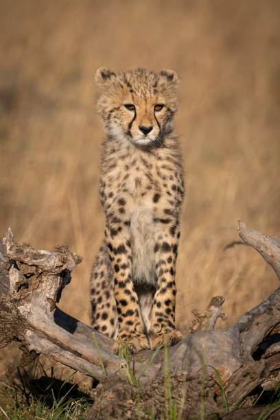 istock Cheetah cub stands on log looking right 1053085988