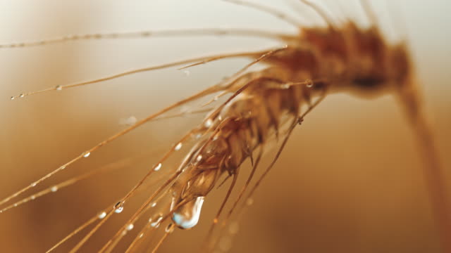 SLO MO Water drops falling on ear of wheat