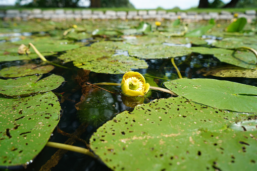 Water lily leaves background.