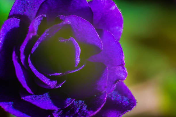 purple flower petals close-up. - 16315 imagens e fotografias de stock