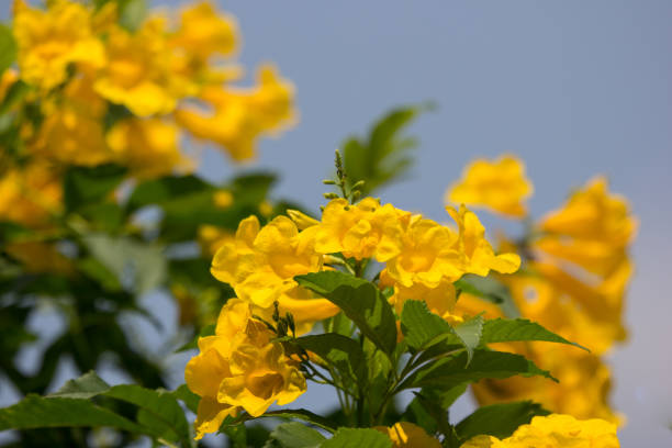 istock Close up of Yellow flower, Yellow elder 1053092380