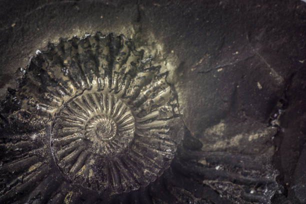 istock Stone Ammonite or Shalagram-sewed with fossil shells. 1053094056