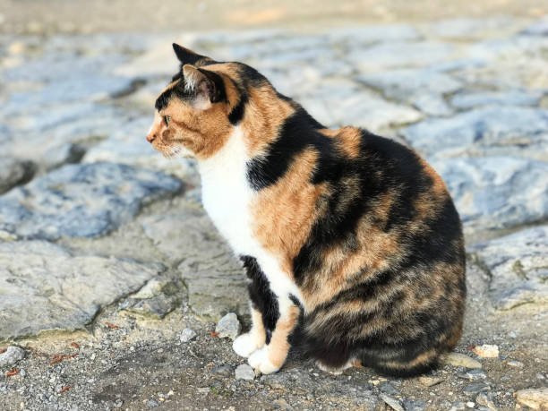 istock A cute and colorful tabby cat. 1053094688