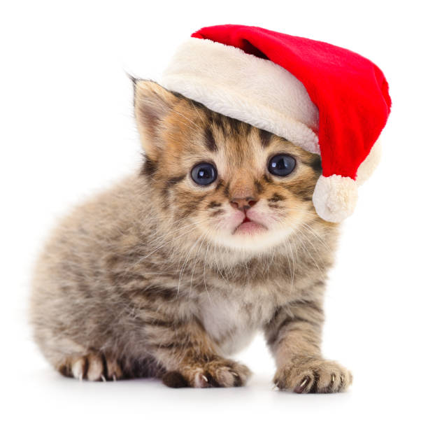 istock Kitten in a red Santa Claus hat. 1053097592