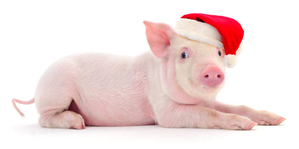 Pig in a red Santa Claus hat. stock photo