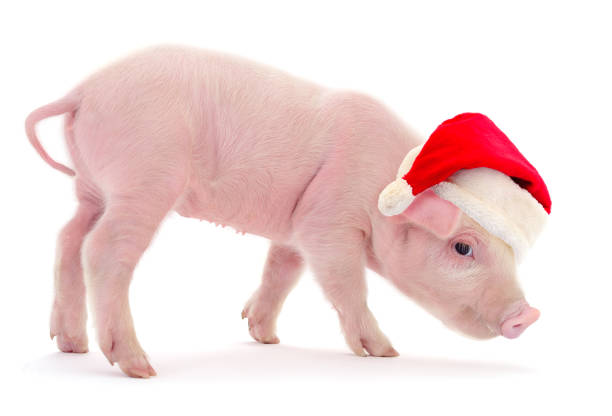 Pig in a red Santa Claus hat  isolated on white.