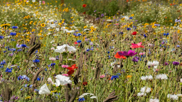 полевые цветы - wildflower meadow field flower head стоковые фото и изображения