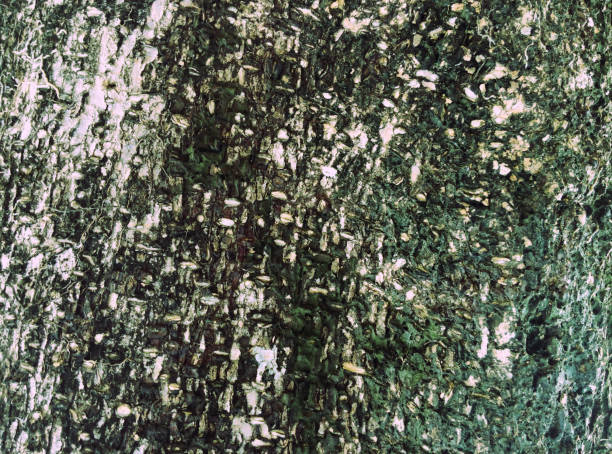 istock The bark of the tree is ideal to use as a beautiful background. 1053097900
