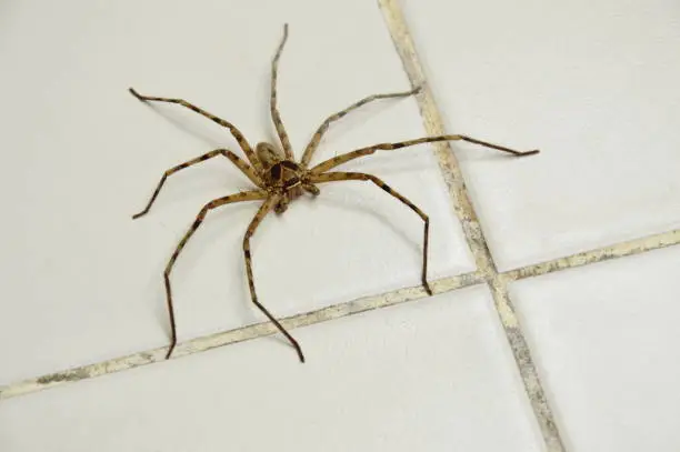 Photo of common huntsman spider on tile floor