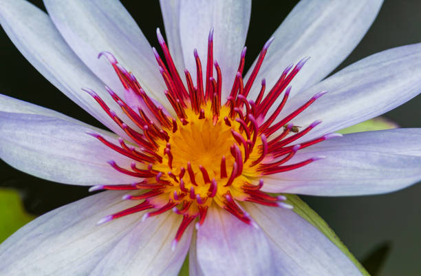 close-up of the lotus blossomed beautifully in nature. cierre, arriba, flor, loto, agua, lirio, púrpura, hermosa, naturaleza, flor, floración, fondo, belleza floral, amarillo, tropical, colorido, al aire libre, primer plano, floración, verano, nenúfar, closeup, verde, color, planta, primavera, flores, flor