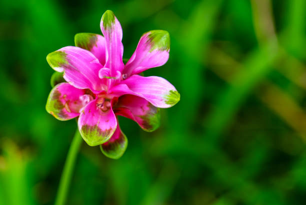 istock siam tulip flowers in the rainy 1053101322