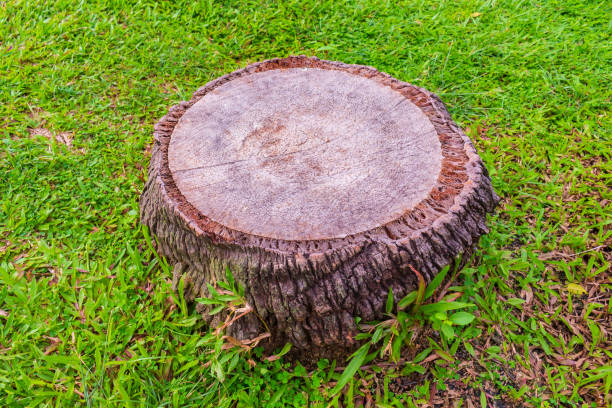 istock Beautiful patterns of stumps For use in the background. 1053105098