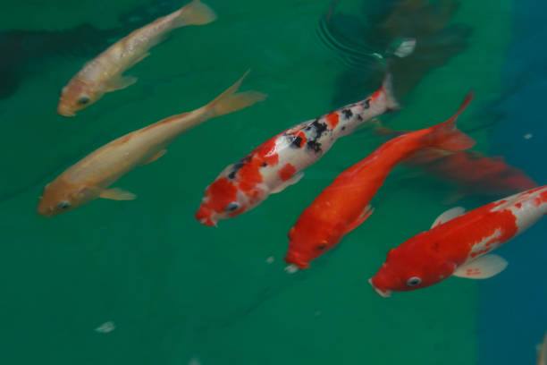 Three kai carp swimming in a pond