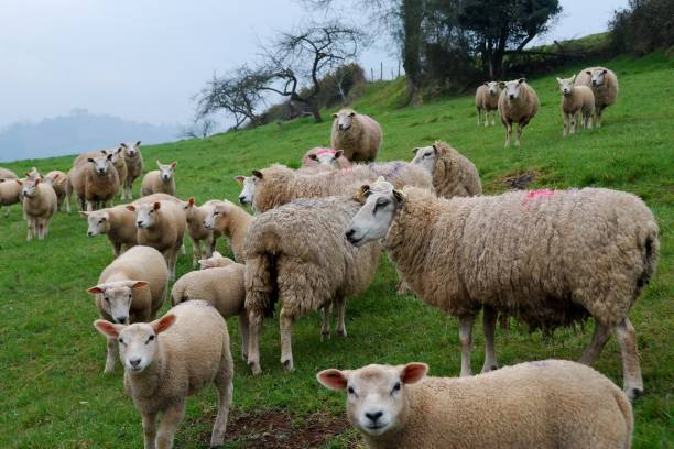 istock Sheep grazing in Oviedo, Asturias 1053111420