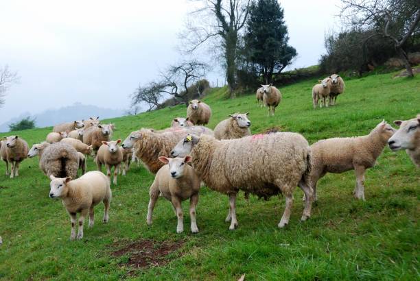 istock Sheep grazing in Oviedo, Asturias 1053111426