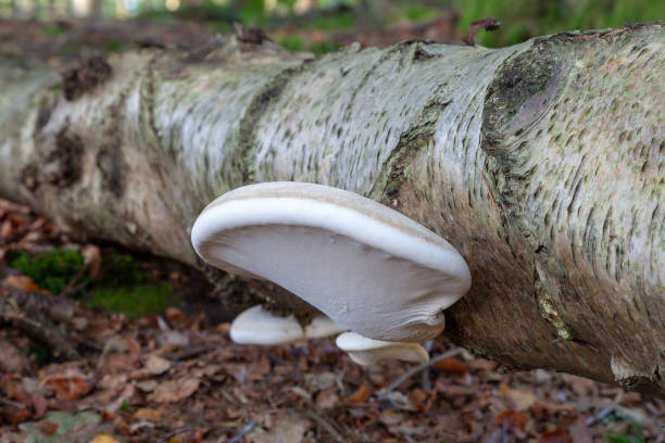 istock Mushrooms in the woods 1053112846