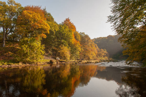 The river Wharfe the river Wharfe in Autumn golden leaves wharfe river photos stock pictures, royalty-free photos & images