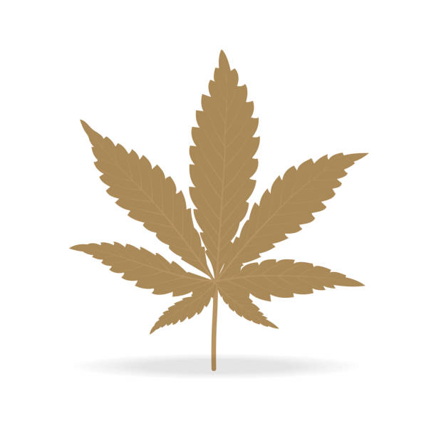 stockillustraties, clipart, cartoons en iconen met vector marihuana laat droog bruin op witte achtergrond. - marihuana gedroogde cannabis