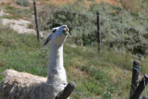 Llamas have the habit of spitting. It is a sign of aggression although young males do this to each other like other young animals fight for play.