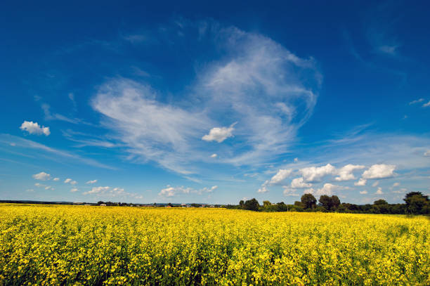 istock Bright rapeseed canola field in full bloom 1053119608