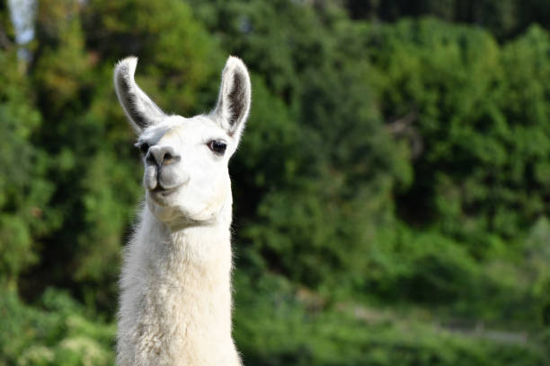 istock Portrait of a Llama 1053121216