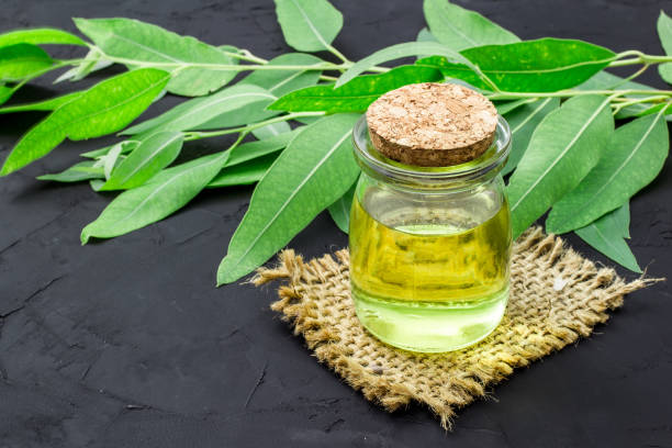 Eucalyptus essential oil stock photo