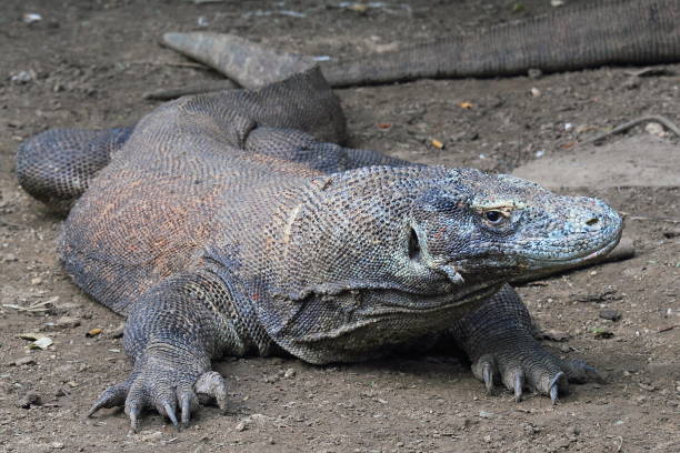istock Komodo, wildlife photography 1053122572