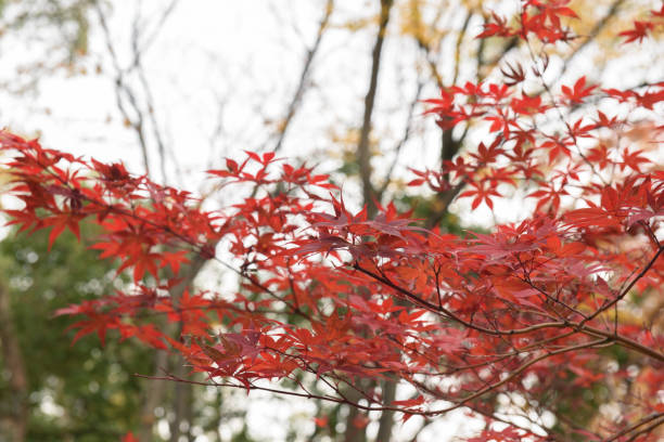 istock Maple tree and leafs in japan autumn 1053122628