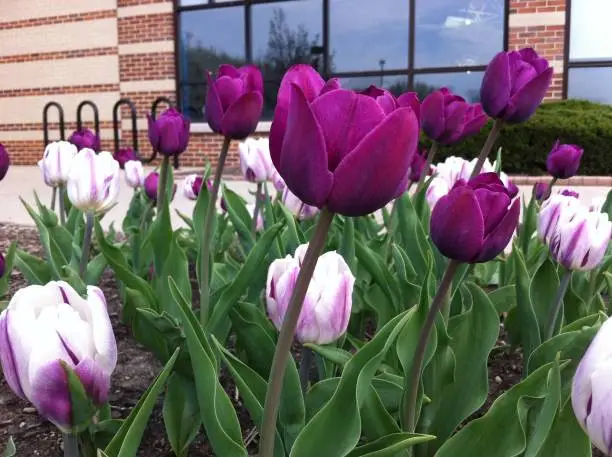 Tulips in varying shades of purple