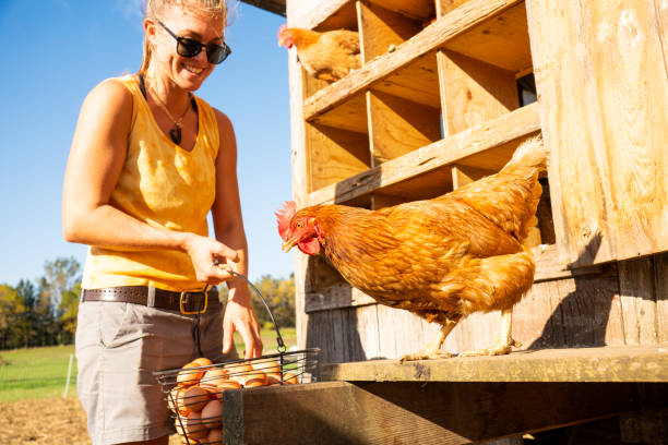 istock A happy female farmer collecting organic chicken eggs. 1053122668