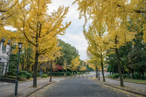 istock Maple tree and leafs in japan autumn 1053123822