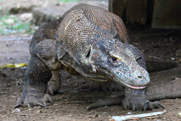 istock Komodo, wildlife photography 1053123828