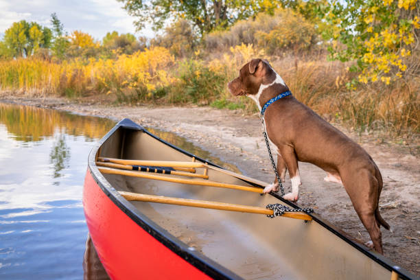 istock pit bull dog and canoe on a lake shore 1053123894