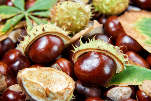 istock Ripe chestnuts background. Autumn decorations. Autumn concept. 1053124438