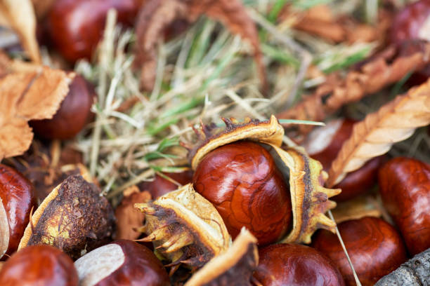 istock Fallen chestnuts and leaves. Autumn sign. 1053124446