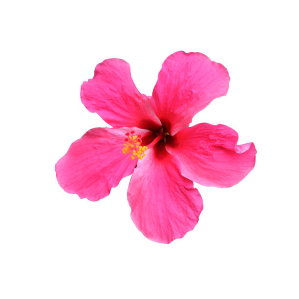 istock Hibiscus rosa sinensis flower , isolated on white 1053124638