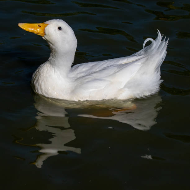 istock Male heavy white pekin duck with reflection 1053125656
